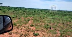 Excelente Fazenda 3.666 Has Toda Infraestrutura e Pista de Pouso | João Pinheiro/ MG