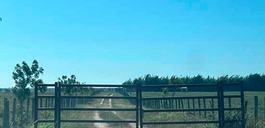 Venda de Fazenda Dupla Aptidão 50 Alqueires – Agricultura e Pecuária | Quissamã/ RJ Venda de Fazenda Dupla Aptidão 50 Alqueires – Agricultura e Pecuária | Quissamã/ RJ