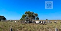 Venda de Fazenda Dupla Aptidão 50 Alqueires – Agricultura e Pecuária | Quissamã/ RJ Venda de Fazenda Dupla Aptidão 50 Alqueires – Agricultura e Pecuária | Quissamã/ RJ
