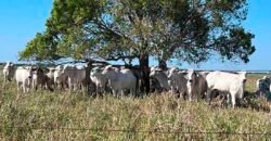 Venda de Fazenda Dupla Aptidão 50 Alqueires – Agricultura e Pecuária | Quissamã/ RJ Venda de Fazenda Dupla Aptidão 50 Alqueires – Agricultura e Pecuária | Quissamã/ RJ