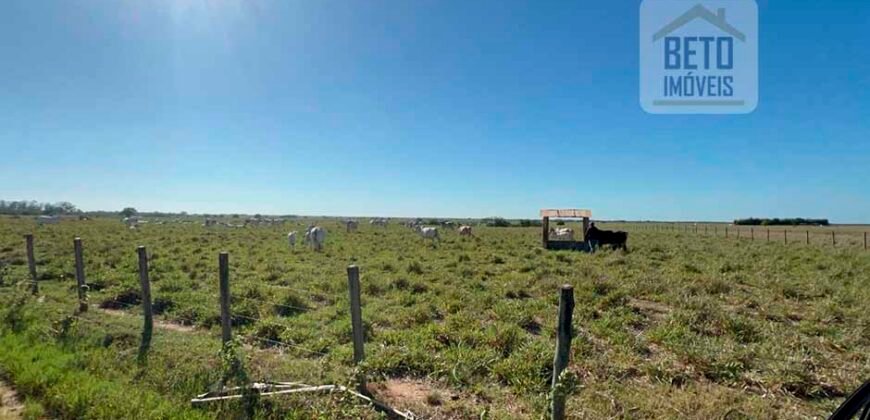 Venda de Fazenda Dupla Aptidão 50 Alqueires – Agricultura e Pecuária | Quissamã/ RJ Venda de Fazenda Dupla Aptidão 50 Alqueires – Agricultura e Pecuária | Quissamã/ RJ