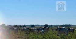 Venda de Fazenda Dupla Aptidão 50 Alqueires – Agricultura e Pecuária | Quissamã/ RJ Venda de Fazenda Dupla Aptidão 50 Alqueires – Agricultura e Pecuária | Quissamã/ RJ