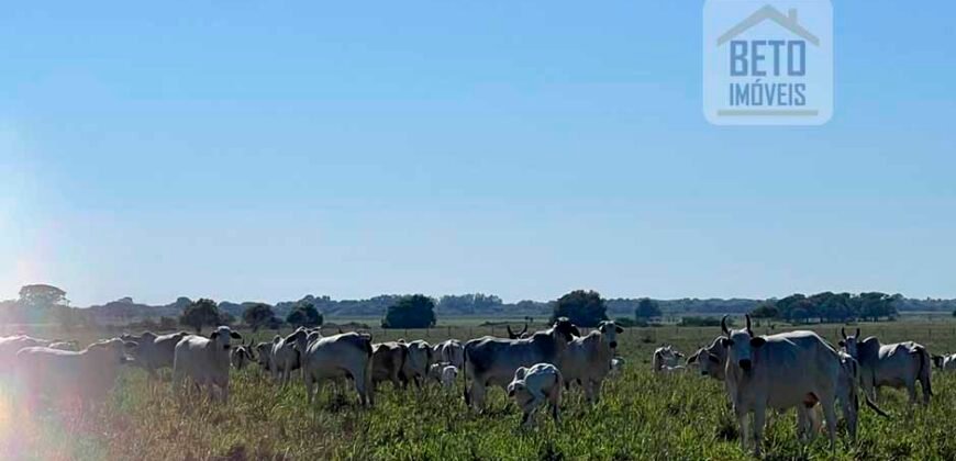 Venda de Fazenda Dupla Aptidão 50 Alqueires – Agricultura e Pecuária | Quissamã/ RJ Venda de Fazenda Dupla Aptidão 50 Alqueires – Agricultura e Pecuária | Quissamã/ RJ