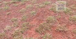 Fazenda à Venda 75 Alqueires Favorável p/ Lavoura Café Solo Fértil | Sacramento/ MG Fazenda à Venda 75 Alqueires Favorável p/ Lavoura Café Solo Fértil | Sacramento/ MG