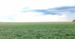 Fazenda à Venda 150 has Tríplice Aptidão Completa Avicultura e Agronegócio | Nova Mutum/ MT