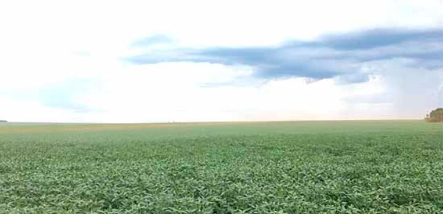 Fazenda à Venda 150 has Tríplice Aptidão Completa Avicultura e Agronegócio | Nova Mutum/ MT