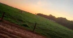 Fazenda à Venda 150 has Tríplice Aptidão Completa Avicultura e Agronegócio | Nova Mutum/ MT