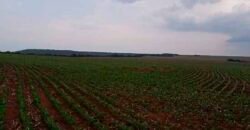 Fazenda à Venda 150 has Tríplice Aptidão Completa Avicultura e Agronegócio | Nova Mutum/ MT