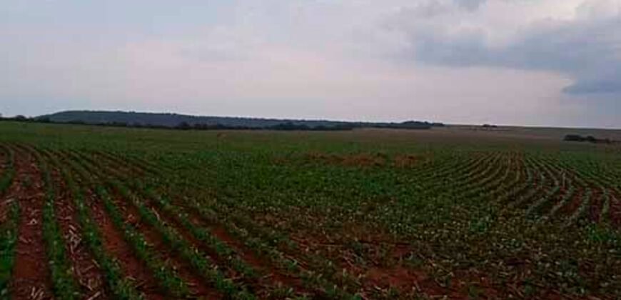 Fazenda à Venda 150 has Tríplice Aptidão Completa Avicultura e Agronegócio | Nova Mutum/ MT