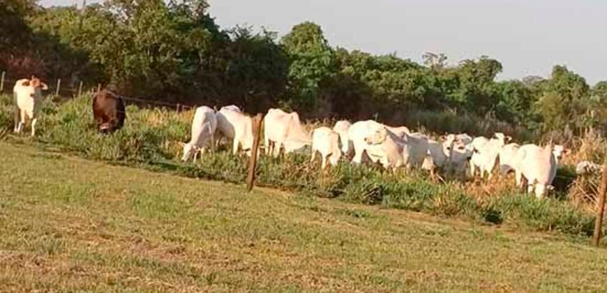 Fazenda à Venda 150 has Tríplice Aptidão Completa Avicultura e Agronegócio | Nova Mutum/ MT