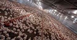 Fazenda à Venda 150 has Tríplice Aptidão Completa Avicultura e Agronegócio | Nova Mutum/ MT