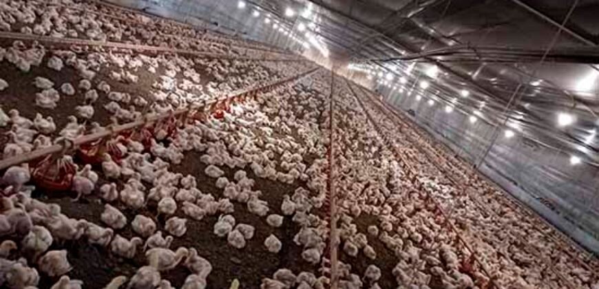 Fazenda à Venda 150 has Tríplice Aptidão Completa Avicultura e Agronegócio | Nova Mutum/ MT