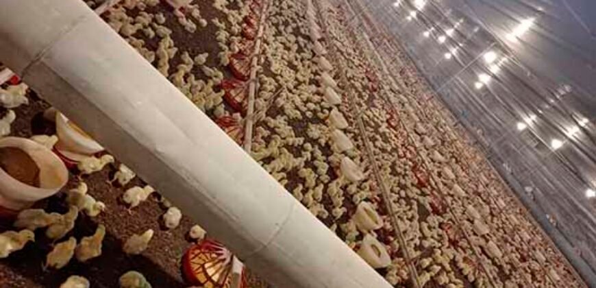 Fazenda à Venda 150 has Tríplice Aptidão Completa Avicultura e Agronegócio | Nova Mutum/ MT