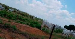 Fazenda à Venda 150 has Tríplice Aptidão Completa Avicultura e Agronegócio | Nova Mutum/ MT