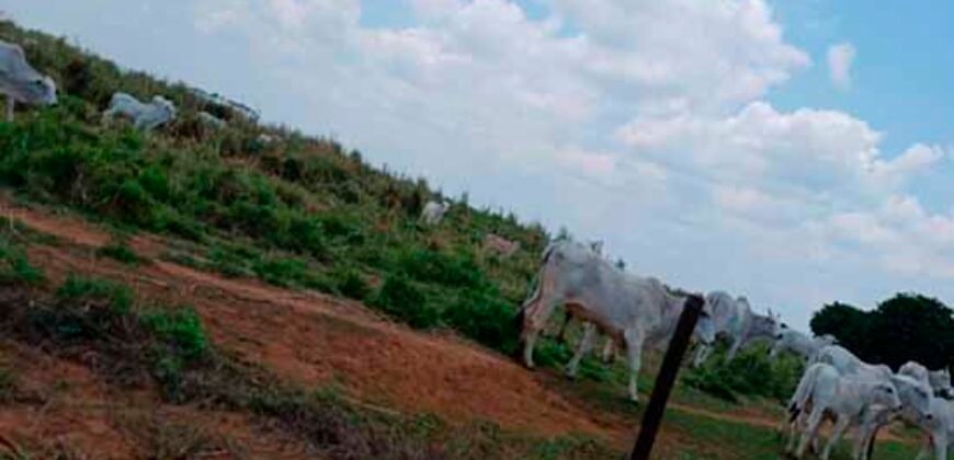 Fazenda à Venda 150 has Tríplice Aptidão Completa Avicultura e Agronegócio | Nova Mutum/ MT