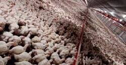 Fazenda à Venda 150 has Tríplice Aptidão Completa Avicultura e Agronegócio | Nova Mutum/ MT