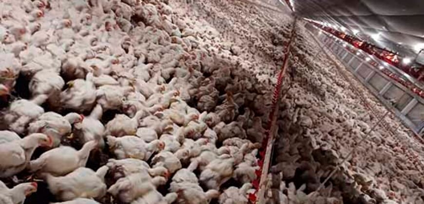 Fazenda à Venda 150 has Tríplice Aptidão Completa Avicultura e Agronegócio | Nova Mutum/ MT