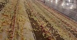 Fazenda à Venda 150 has Tríplice Aptidão Completa Avicultura e Agronegócio | Nova Mutum/ MT