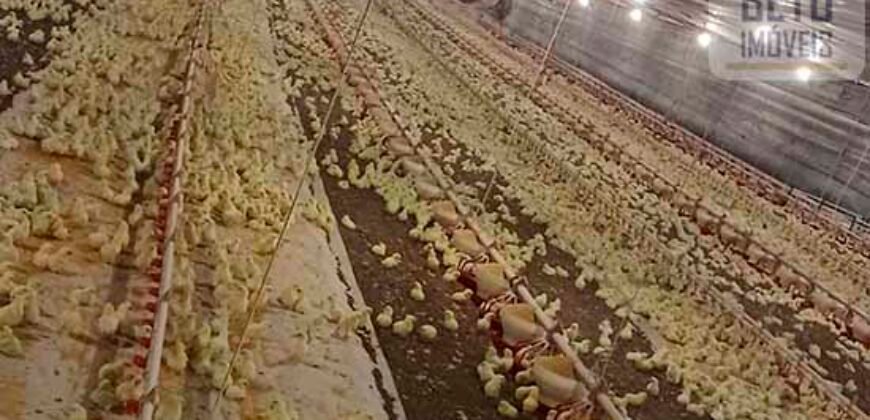 Fazenda à Venda 150 has Tríplice Aptidão Completa Avicultura e Agronegócio | Nova Mutum/ MT