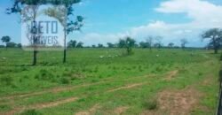 Oportunidade Agronegócio: Fazenda à Venda 11.695 has Região Geoeconômica de Brasília/GO