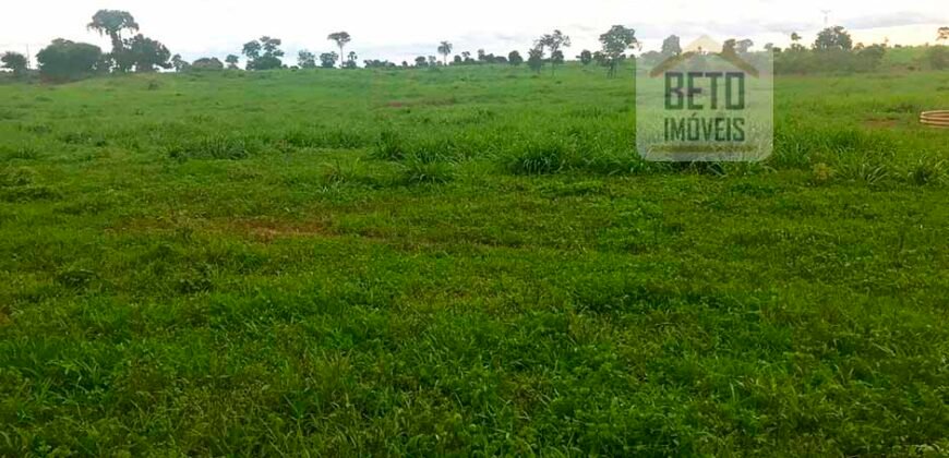 Oportunidade Agronegócio: Fazenda à Venda 11.695 has Região Geoeconômica de Brasília/GO