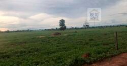 Oportunidade Agronegócio: Fazenda à Venda 11.695 has Região Geoeconômica de Brasília/GO