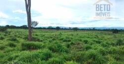 Oportunidade Agronegócio: Fazenda à Venda 11.695 has Região Geoeconômica de Brasília/GO