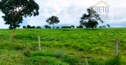 Oportunidade Agronegócio: Fazenda à Venda 11.695 has Região Geoeconômica de Brasília/GO