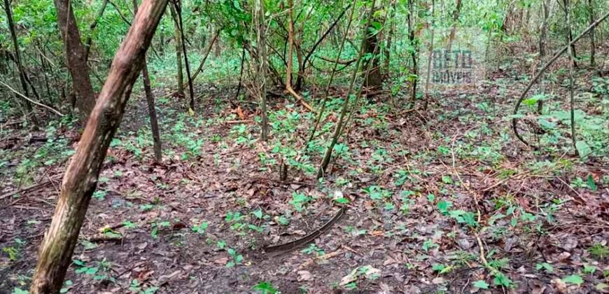 Agronegócio em Goiás: Fazenda à Venda 74 Alqueires Aptidão Diferentes Cultivos | Faina/ GO