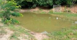 Agronegócio em Goiás: Fazenda à Venda 74 Alqueires Aptidão Diferentes Cultivos | Faina/ GO