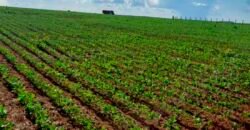 Venda de Fazenda 2.231 hectares de Soja Ótima Estrutura de Armazenamento | Primavera do Leste/ MT Venda de Fazenda 2.231 hectares de Soja Ótima Estrutura de Armazenamento | Primavera do Leste/ MT