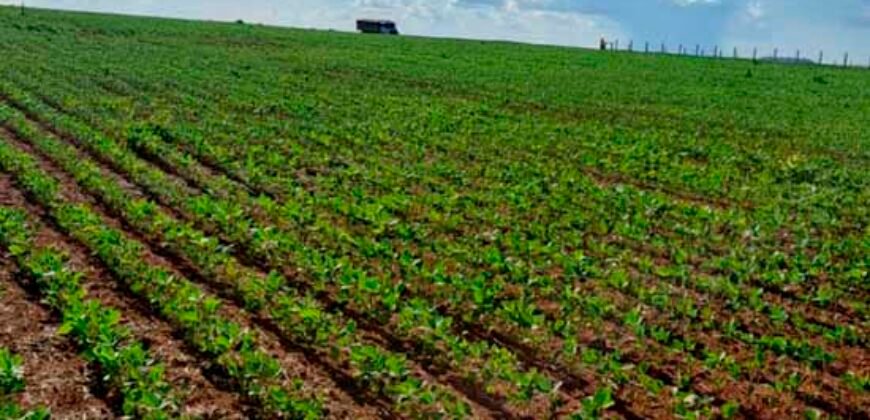Venda de Fazenda 2.231 hectares de Soja Ótima Estrutura de Armazenamento | Primavera do Leste/ MT Venda de Fazenda 2.231 hectares de Soja Ótima Estrutura de Armazenamento | Primavera do Leste/ MT