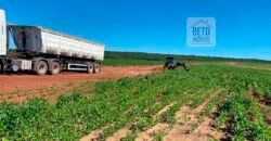Venda de Fazenda 2.231 hectares de Soja Ótima Estrutura de Armazenamento | Primavera do Leste/ MT Venda de Fazenda 2.231 hectares de Soja Ótima Estrutura de Armazenamento | Primavera do Leste/ MT
