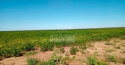 Fazenda à Venda 15.847 has Aptidão para Plantio de Eucalipto e Reflorestamento | Riacho dos Machados/ MG