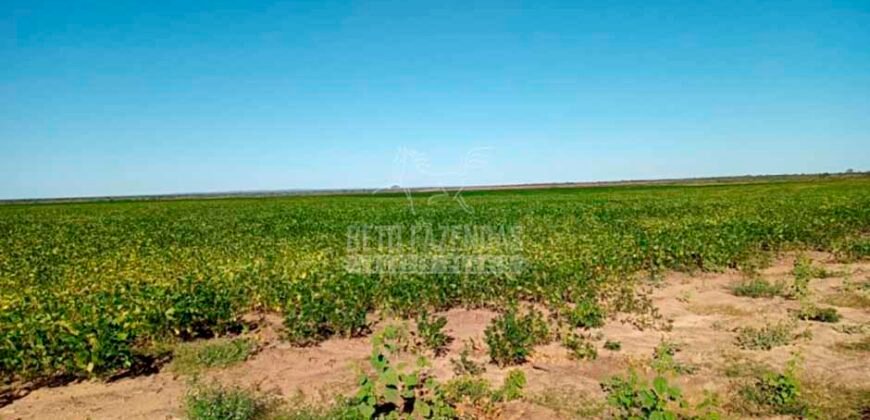 Fazenda à Venda 15.847 has Aptidão para Plantio de Eucalipto e Reflorestamento | Riacho dos Machados/ MG