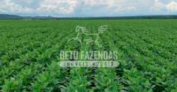 Fazenda à Venda 7.882 ha Alta Produtividade | Paranatinga/ MT