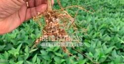 Fazenda à Venda 7.882 ha Alta Produtividade | Paranatinga/ MT