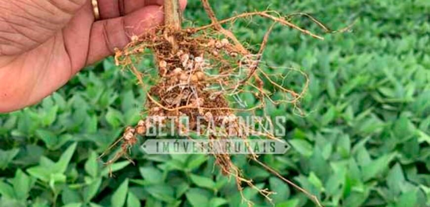 Fazenda à Venda 7.882 ha Alta Produtividade | Paranatinga/ MT