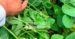 Fazenda à Venda 7.882 ha Alta Produtividade | Paranatinga/ MT