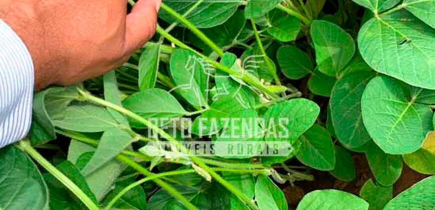 Fazenda à Venda 7.882 ha Alta Produtividade | Paranatinga/ MT