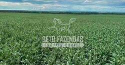 Fazenda à Venda 7.882 ha Alta Produtividade | Paranatinga/ MT