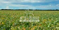 Fazenda à Venda 7.882 ha Alta Produtividade | Paranatinga/ MT