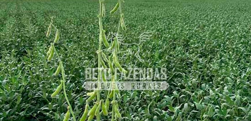 Fazenda à Venda 7.882 ha Alta Produtividade | Paranatinga/ MT