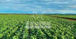 Fazenda à Venda 7.882 ha Alta Produtividade | Paranatinga/ MT