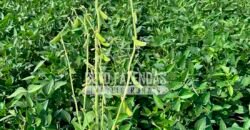 Fazenda à Venda 7.882 ha Alta Produtividade | Paranatinga/ MT