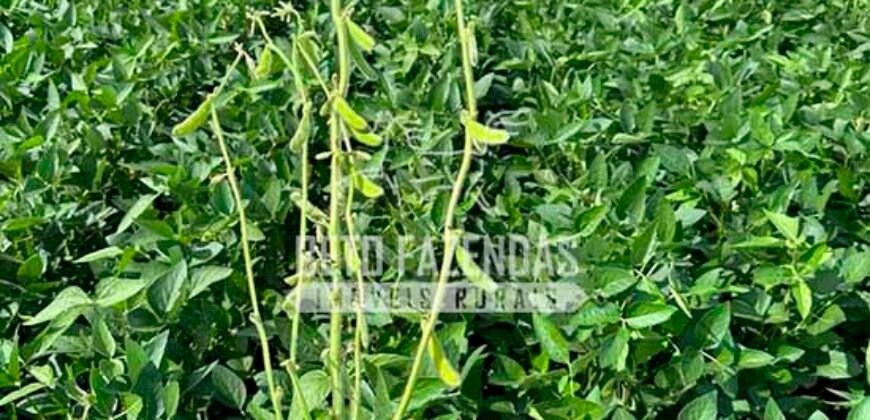 Fazenda à Venda 7.882 ha Alta Produtividade | Paranatinga/ MT