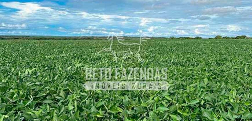 Fazenda à Venda 7.882 ha Alta Produtividade | Paranatinga/ MT