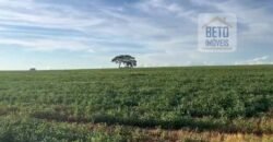 Ótima Fazenda 68 alqueires para Lavoura à Venda | Próximo a Uberlândia/ MG