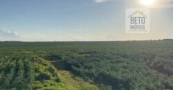 Ótima Fazenda 68 alqueires para Lavoura à Venda | Próximo a Uberlândia/ MG