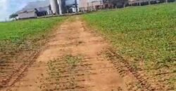 Venda de Fazenda 2.231 hectares de Soja Ótima Estrutura de Armazenamento | Primavera do Leste/ MT Venda de Fazenda 2.231 hectares de Soja Ótima Estrutura de Armazenamento | Primavera do Leste/ MT